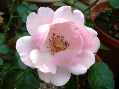 1103rose23.JPG